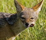 За отстрел шакалов и дальше платить не будут