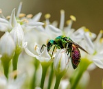 Записки астраханского натуралиста. Блестянки, осы-клептопаразиты