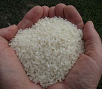  Астраханские рисоводы увеличили урожай 