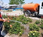 Астраханским цветам и деревьям обеспечат усиленный полив