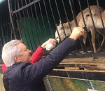 Краснокнижных сайгачат из зоопарка "Сафари" все-таки передали в астраханский питомник