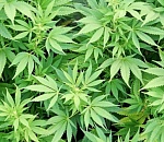 18-летний астраханец попался с марихуаной