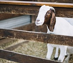 В Астрахани определили места убоя жертвенных животных на Курбан-байрам