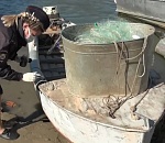 Весенняя путина в Астраханской области прошла успешно...для полицейских