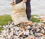 За минувшие сутки астраханская полиция изъяла у браконьеров 300 килограмм рыбы