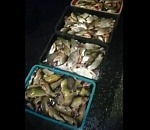 Астраханская полиция задержала "ГАЗель" с 2 тоннами нелегальной рыбы