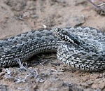 Записки астраханского натуралиста. Станислав Шинкаренко - все о змеях Астраханской области