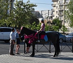 Администрация Астрахани мечтает перенести конные прогулки с центра на Городской остров