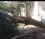 В Астрахани мужчине из-за упавшего дерева оторвало нос