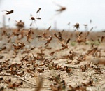 Саранчой заражено около 30 тыс. га в Астраханской области