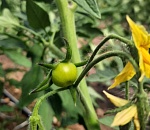 На астраханской ферме круглый год будут выращивать овощи 