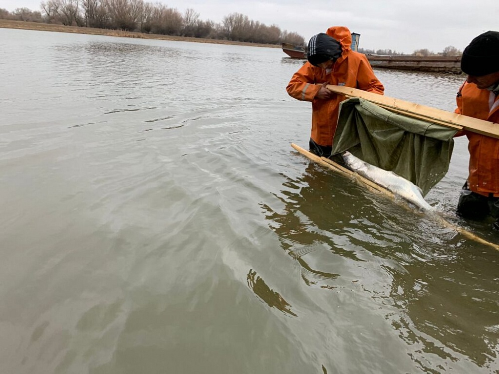 Астраханский рыбзавод - единственный в России воспроизводит белорыбицу