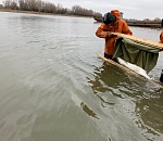 Астраханский рыбзавод - единственный в России воспроизводит белорыбицу