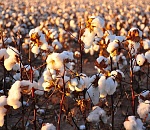 В Астраханской области высадят 500 га хлопчатника