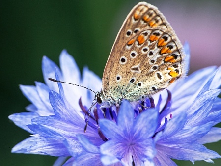 Записки астраханского натуралиста. Красота бабочек