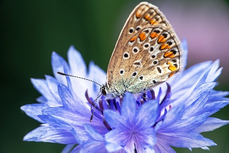 Записки астраханского натуралиста. Красота бабочек
