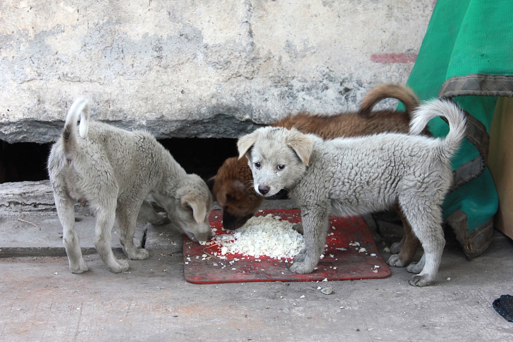 Вопрос дня: можно ли кормить уличных собак в Астрахани