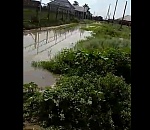 Прорвавшаяся труба превратила сельский стадион под Астраханью в озеро с утками