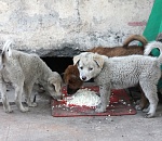 Вопрос дня: можно ли кормить уличных собак в Астрахани