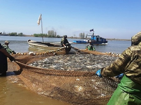 КаспНИРХ: К сокращению нерестовых массивов смогут приспособиться далеко не все «аборигены» дельты Волги и Каспия