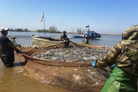 КаспНИРХ: К сокращению нерестовых массивов смогут приспособиться далеко не все «аборигены» дельты Волги и Каспия
