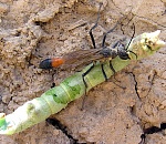 Записки астраханского натуралиста. Осы, обычные и неизвестные