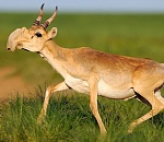 В Астраханской области браконьеры убили около 60 молодых сайгаков