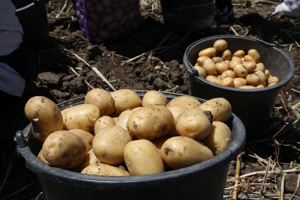 В Астраханской области начали собирать ранний картофель