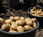 В Астраханской области начали собирать ранний картофель