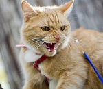 В районе администрации Ленинского района в Астрахани выявлен очаг бешенства