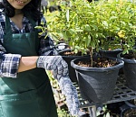 Более 130 тысяч саженцев не пропустили в Астраханскую область из-за границы