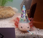 Единоросы предложили Путину все-таки сделать 31 декабря выходным. ВВП не против