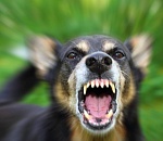 В Астраханской области бродячие собаки едва не загрызли ребенка насмерть. Мальчик в реанимации