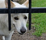 С отловом и стерилизацией астраханских бездомных собак продолжают мошенничать