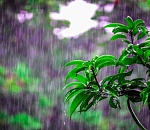 Профессор АГУ рассказал, почему в Астрахани дождливое лето