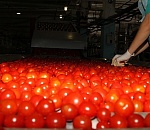 В Камызякском районе возобновил работу консервный завод