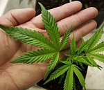 Астраханец предлагал прохожим «расслабиться»