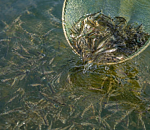 Астраханские личинки принесут Казахстану промышленные объемы прудовой рыбы