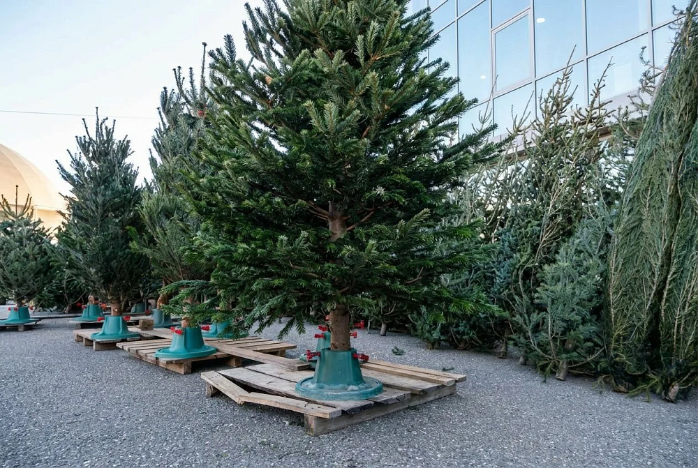 Астраханские эксперты дали советы по выбору новогодней елки