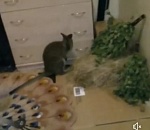 Директор астраханского зоопарка держит дома кенгуру (ВИДЕО)