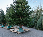 Астраханские эксперты дали советы по выбору новогодней елки