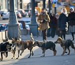 На чиновников администрации Астрахани заведено уголовное дело. Информация о съедении собаками мужчины проверяется