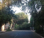 В Астрахани продолжают падать деревья