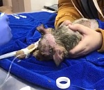 В Астрахани начнется суд над еще одной живодеркой, которая облила щенка химраствором