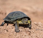 Записки астраханского натуралиста. Как живет болотная черепаха