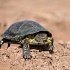 Записки астраханского натуралиста. Как живет болотная черепаха