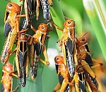 На юге Астраханской области обнаружили саранчу