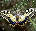 Записки астраханского натуралиста. Махаон, самая красивая бабочка пустыни