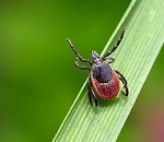 Клещи покусали за 9 дней более 200 астраханцев