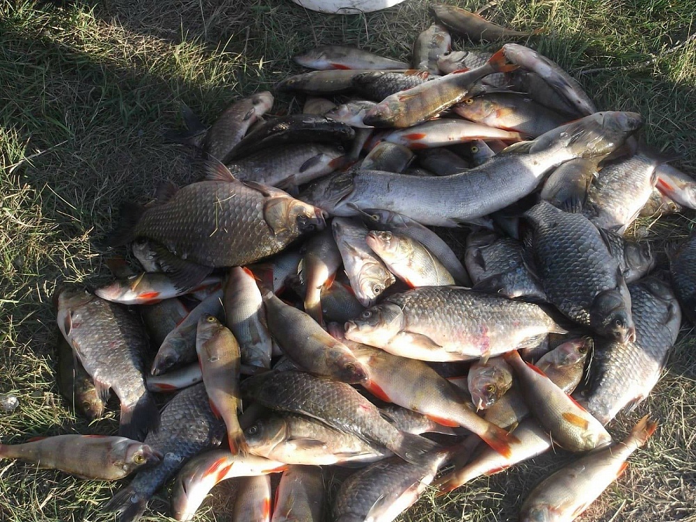 Астраханским рыбакам-любителям готовят квоту в 10 кило